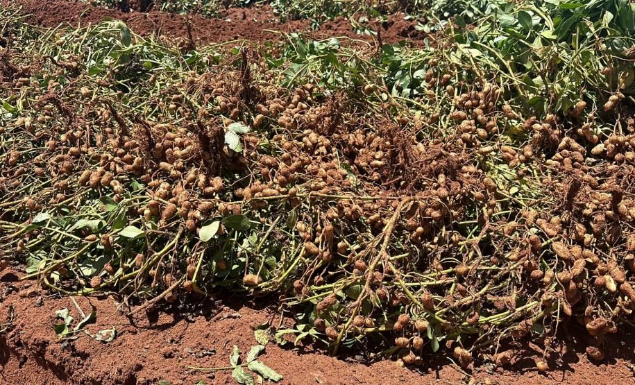 Alimento típico em festas juninas, amendoim tem maior área plantada no Paraná em 12 anos