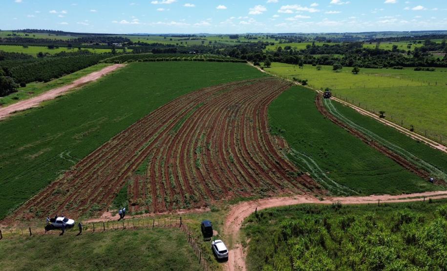 Alimento típico em festas juninas, amendoim tem maior área plantada no Paraná em 12 anos
