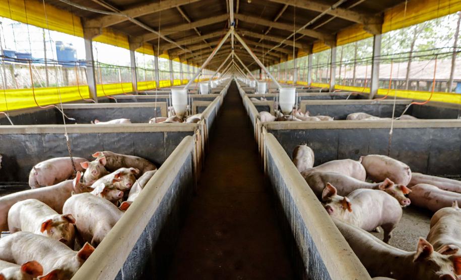 Produção de biogás a partir da suinocultura gera renda extra para produtores do Paraná