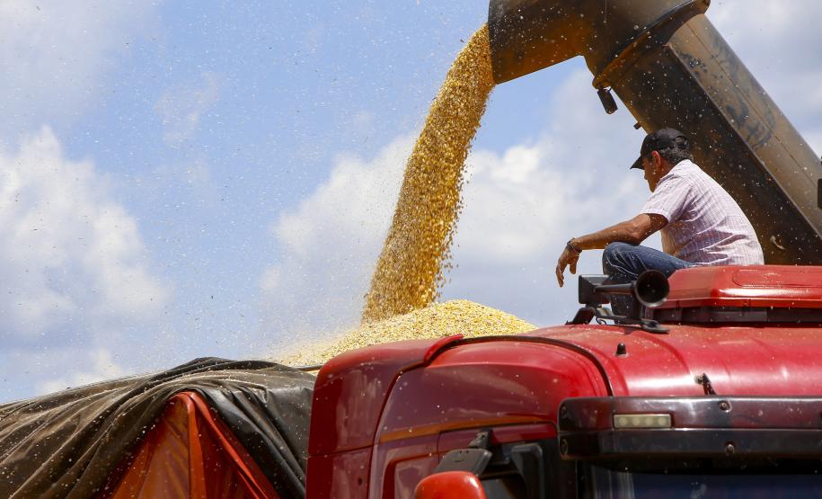 Com colheita no fim, produtor de milho paranaense recebe 12% a mais que em agosto de 2023
