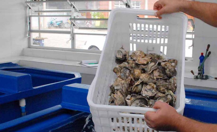 Comercialização de ostras e mexilhões está liberada em Guaratuba