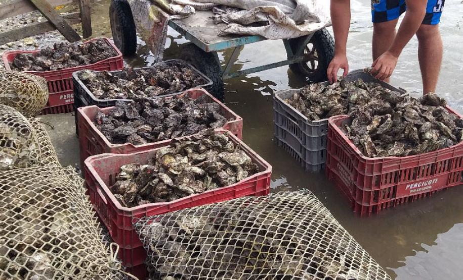 Comercialização de ostras e mexilhões está liberada em Guaratuba