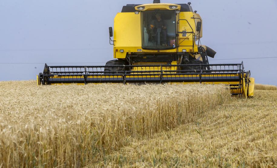 Boletim do Deral analisa impactos do clima nas lavouras de trigo no Paraná
