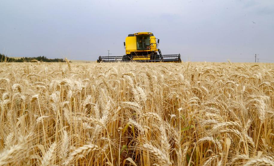 Boletim do Deral analisa impactos do clima nas lavouras de trigo no Paraná