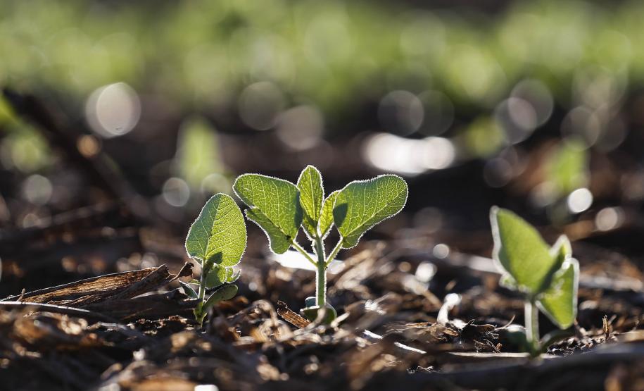 Safra 2024/2025: plantio de soja chega a 74% e do milho a 97% no Paraná