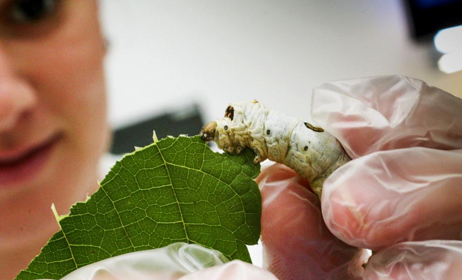 Prazo para inscrições no Concurso Seda Paraná é prorrogado até março de 2025