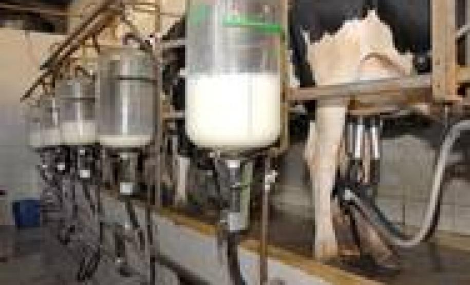 Paraná é o segundo maior produtor de leite do País Paraná é o segundo maior produtor de leite do País