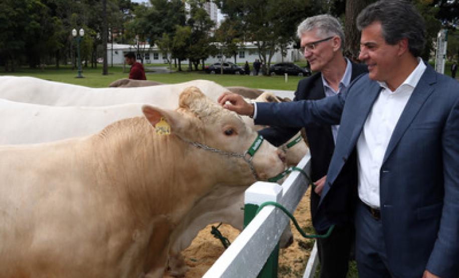 Raça bovina 100% paranaense ganha reconhecimento federal Ministério da Agricultura reconhece oficialmente raça de gado genuinamente paranaense