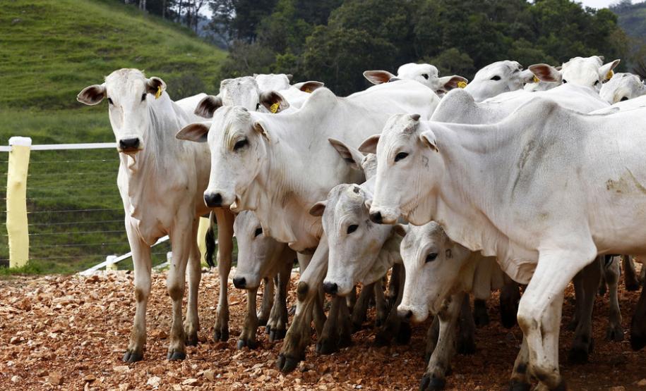 Paraná se prepara para requerer suspensão da vacinação Paraná constrói ambiente favorável para requerer suspensão da campanha de vacinação contra febre aftosa. Medida é consenso das principais cadeias produtivas de proteínas do Estado.