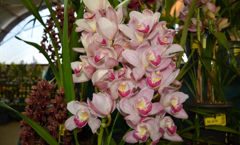 Secretário Norberto Ortigara participa da 19ª Festa da Orquídea e do Peixe em Maripá