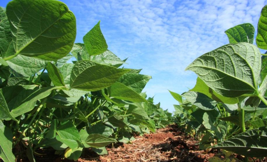 Estudos mostram que é possível reduzir uso de agrotóxicos Secretário da Agricultura e Abastecimento, Norberto Ortigara, participa de evento em Londrina que marca lançamento de públicações de pesquisa e extensão que comprovam que é possível reduzir uso de agrotóxicos nas lavouras