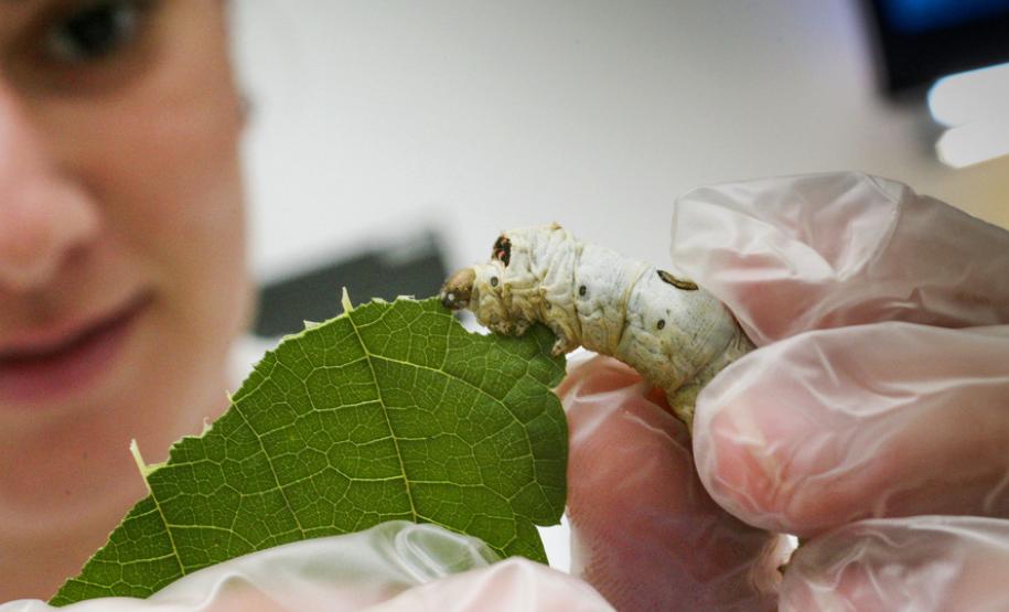 Mudanças no perfil da sericicultura projetam crescimento para a atividade no Paraná