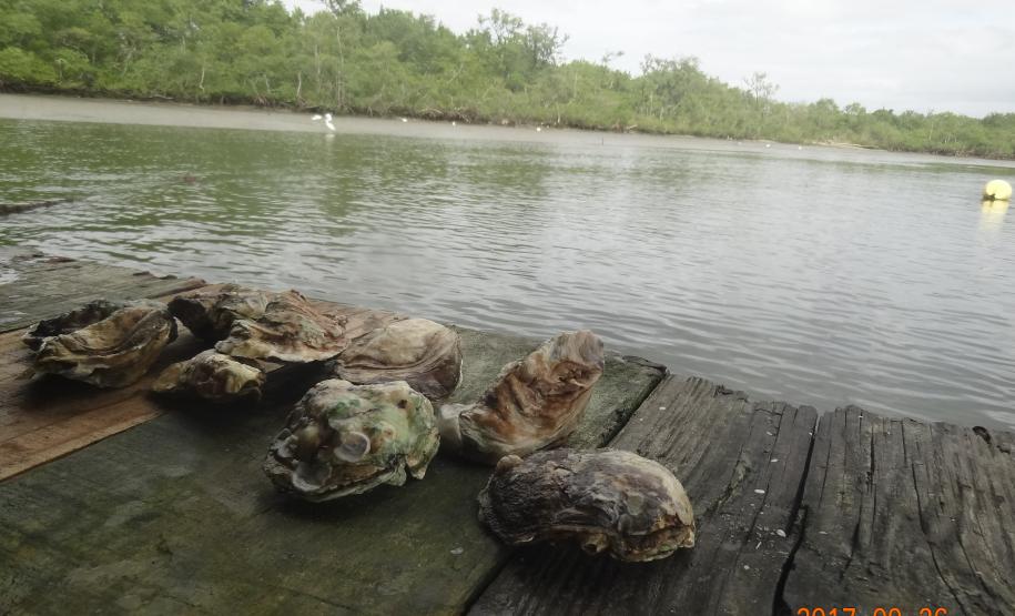 Adapar fez o monitoralmento nas águas do litoral do Paraná e constatou que não há contaminação nas ostras por alga paralizante como acontece em SC