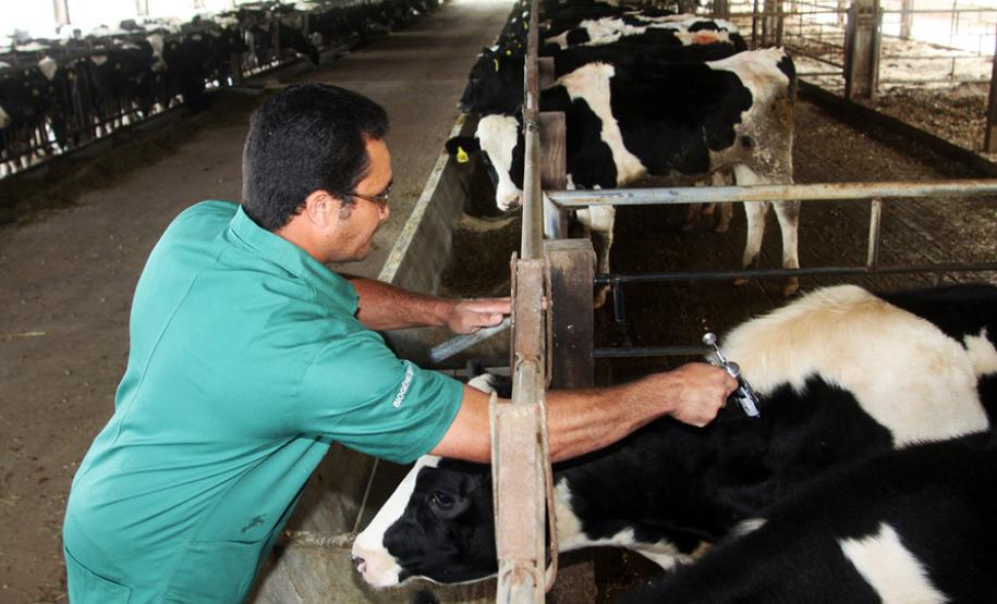 Adapar prorroga campanha de vacinação contra febre aftosa para 15 de junho