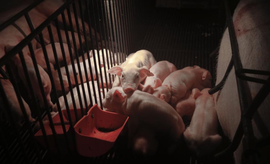 Paraná lança normas de biosseguridade para granjas de suínos Paraná lança normas de biosseguridade para granjas de suínos