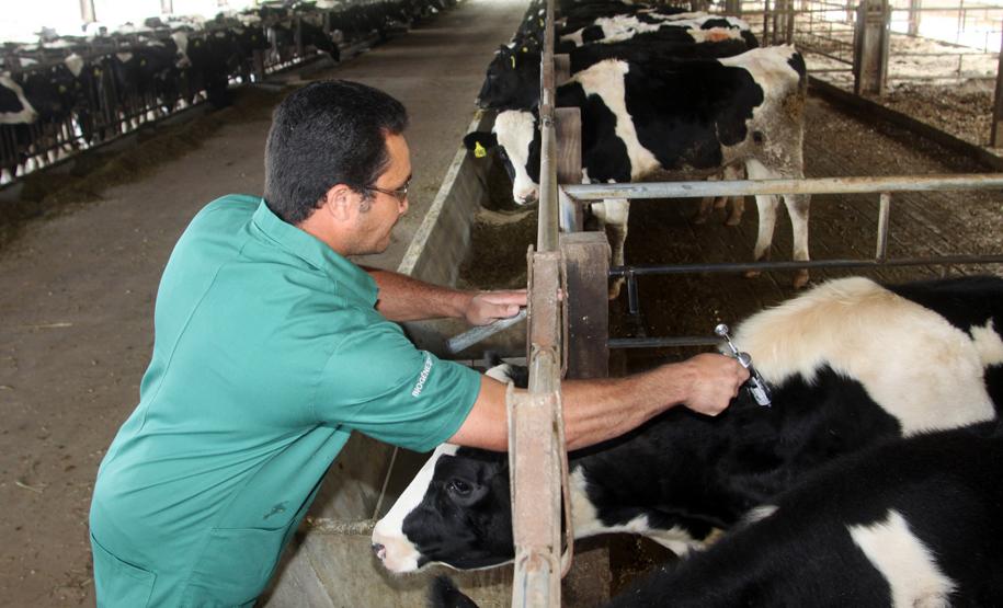Vacinação contra aftosa é prorrogada para 10 de dezembro