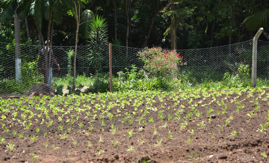 Hortas Comunitárias inaugura primeira unidade em Curitiba