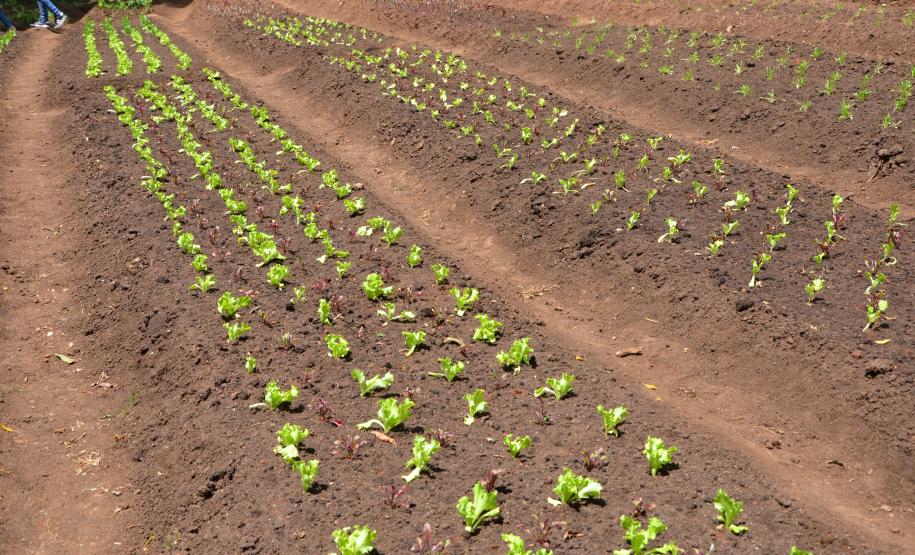 Hortas Comunitárias inaugura primeira unidade em Curitiba