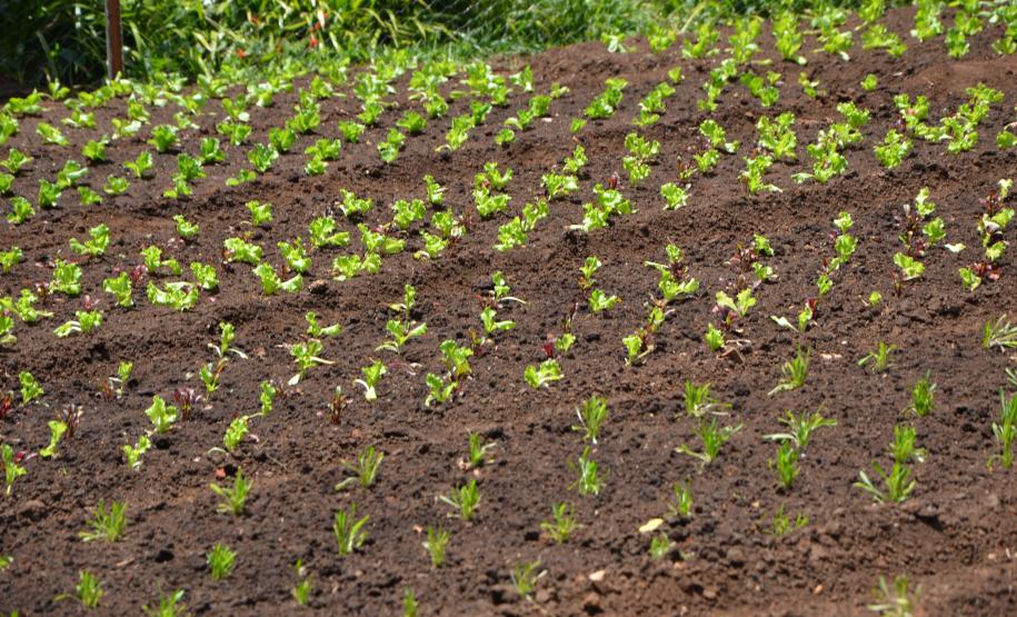 Hortas Comunitárias inaugura primeira unidade em Curitiba