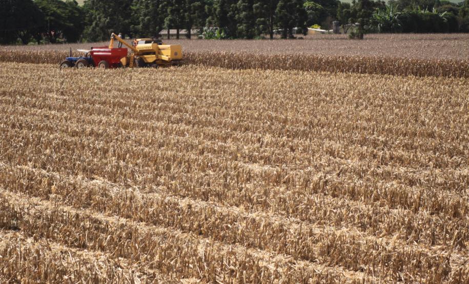 Paraná deverá produzir 16,1 milhões de toneladas de milho Paraná deverá produzir 16,1 milhões de toneladas de milho