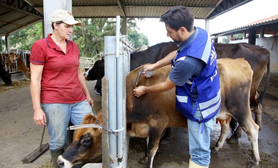 Paraná inicia os fóruns sobre o fim da vacinação contra aftosa Paraná inicia os fóruns sobre o fim da vacinação contra aftosa