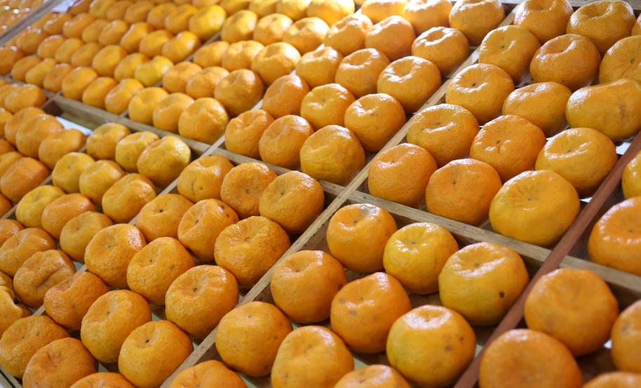 Com apoio do Estado, Cerro Azul vai ampliar a produção de tangerina Município produz em torno de 50 mil toneladas por ano, que equivale a 46% do total de tangerinas produzidas no Estado. Cerca de 70% da população da cidade (18 mil habitantes) depende economicamente da fruta.