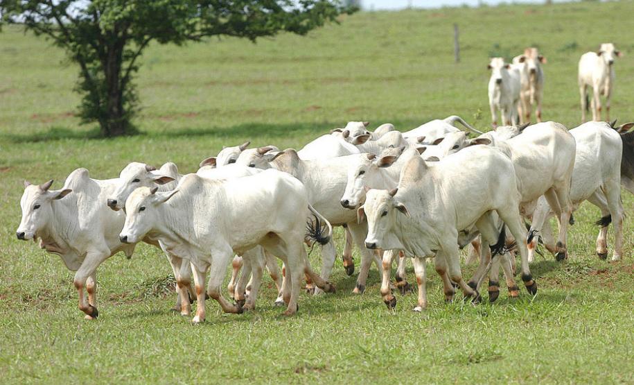 Estado avança para obter status livre de aftosa sem vacinação Paraná pode não vacinar o gado contra febre aftosa em novembro deste ano