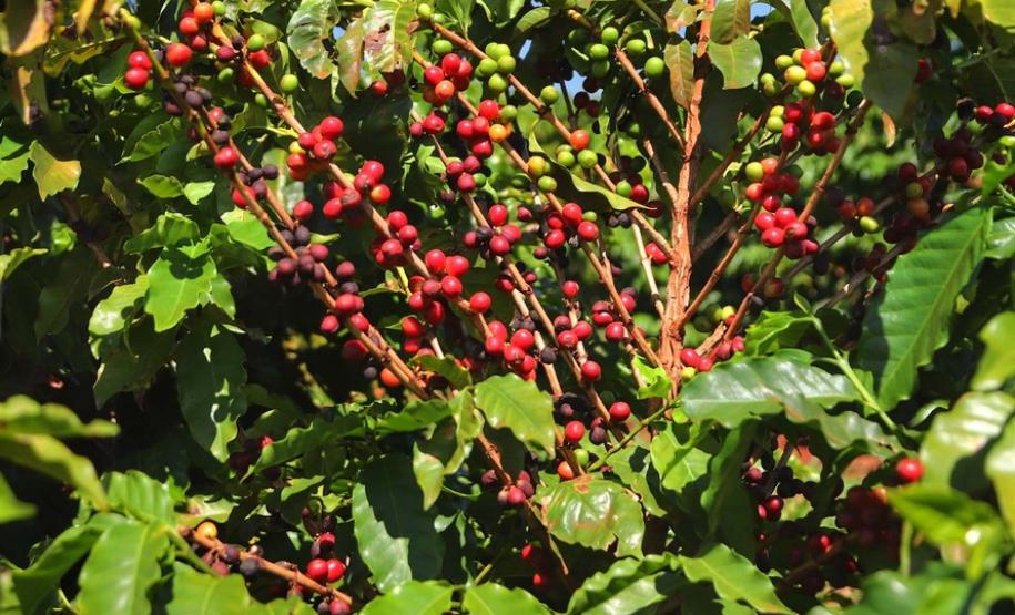 Acordo Mercosul-União Europeia valoriza produtos típicos paranaenses Produtos com Indicação Geográfica