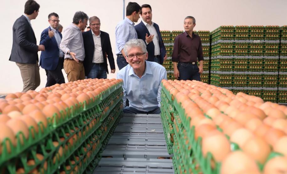 Sistema pioneiro de produção de ovos recebe certificação SISBI Granja em Cascavel é pioneira no sistema de produção de ovos com galinhas sem gaiola