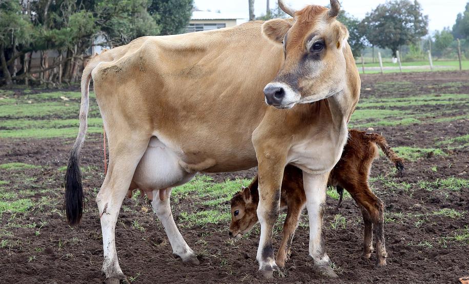 São José dos Pinhais sedia operação simulada de aftosa São José dos Pinhais sedia operação simulada de aftosa