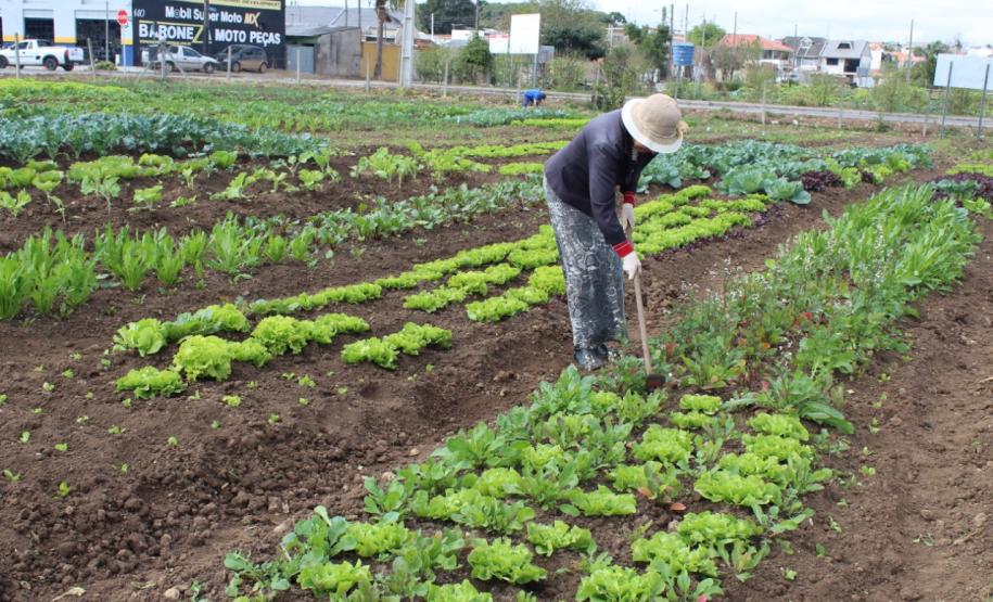Programa Hortas Comunitárias revitaliza unidade no Tatuquara Programa Hortas Comunitárias revitaliza unidade no Tatuquara