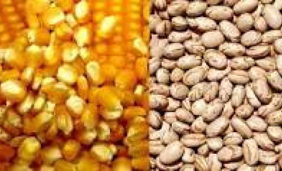 Paraná vai aumentar plantio de milho e feijão neste início de 2017 Paraná vai aumentar plantio de milho e feijão neste início de 2017