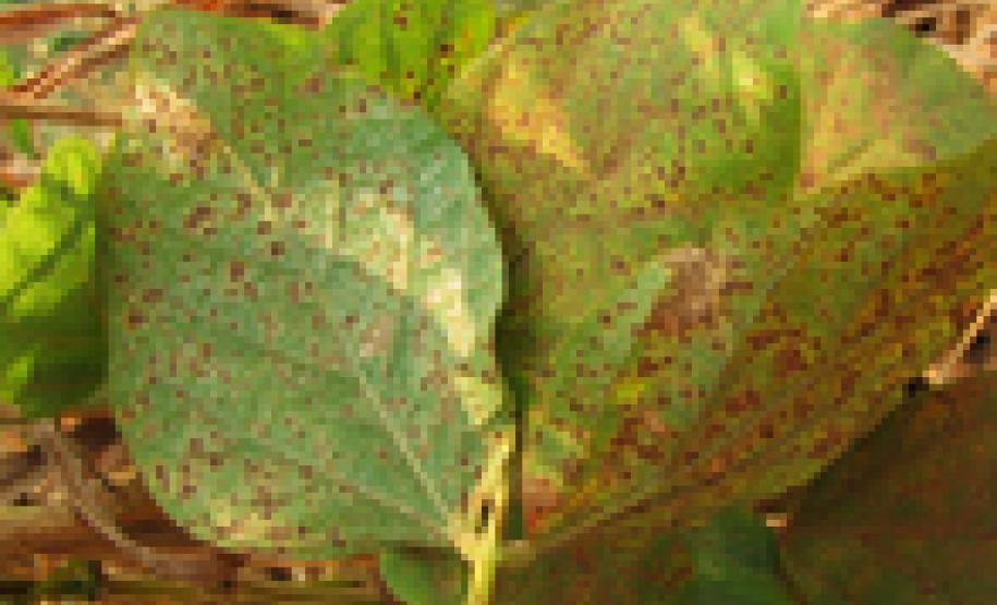 Adapar alerta produtores sobre ineficiência de fungicidas no combate à ferrugem asiática