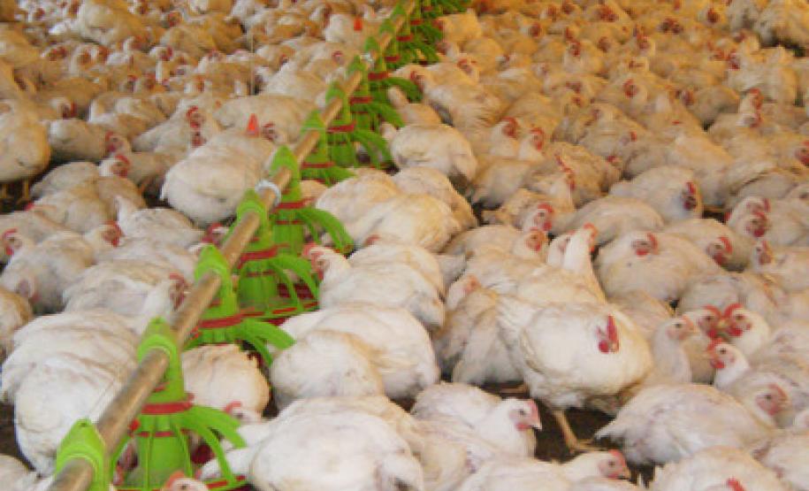 Ipardes projeta aumento do PIB da Agropecuária e Seab comenta