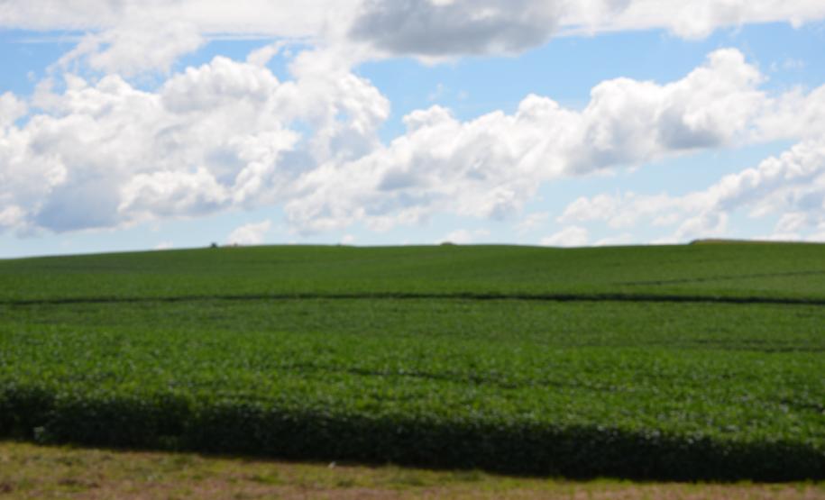 Mercado de soja, milho e trigo
terão preços mais estáveis este ano