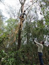 Coleta de plantas