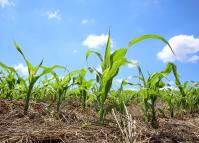 Programa Negócios da Terra, da Rede Massa, apresentado dia 06 de janeiro de 2020