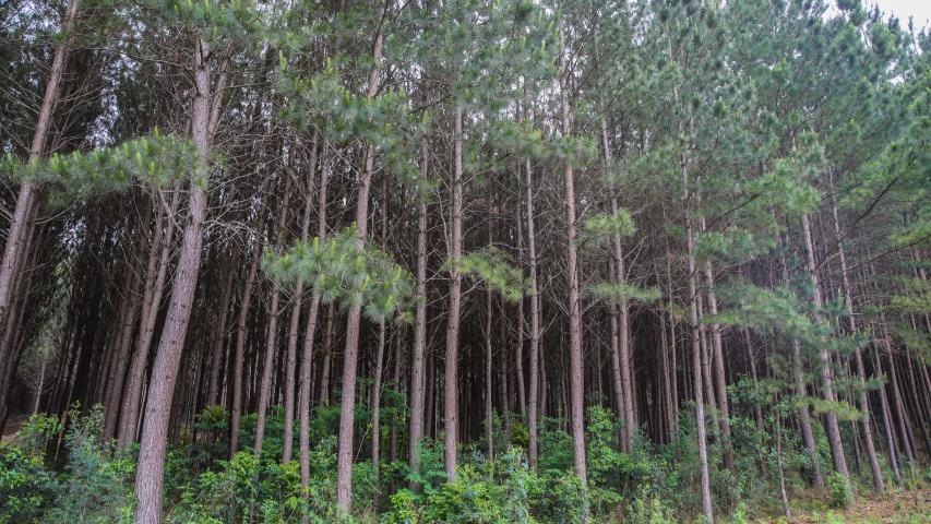 pinus