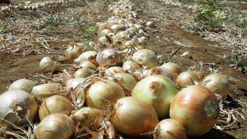 cebola
