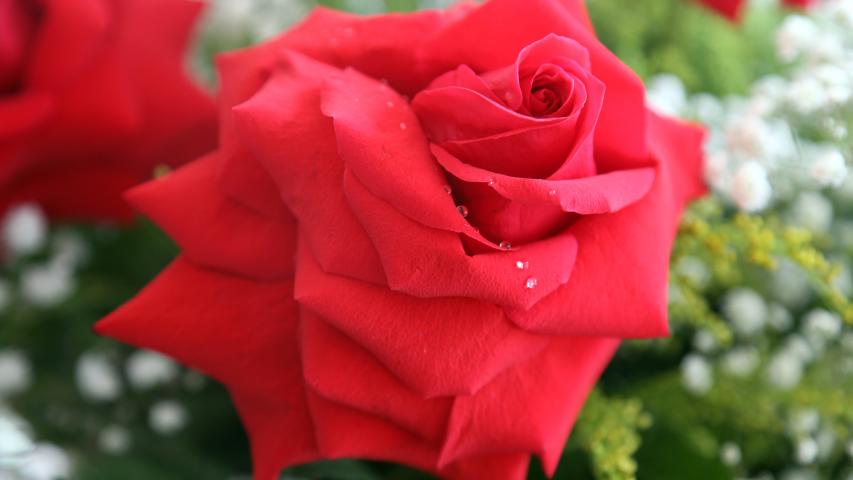 rosa