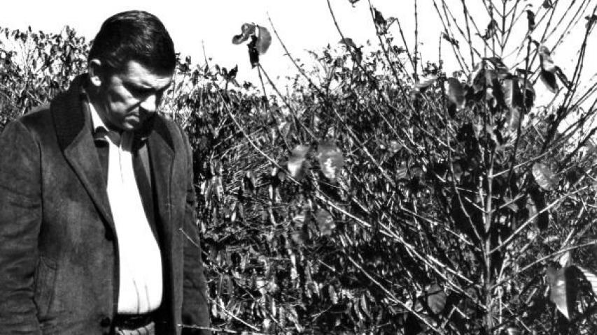 Governador Jaime Canet Junior em cafezal destruído pela geada em 1975