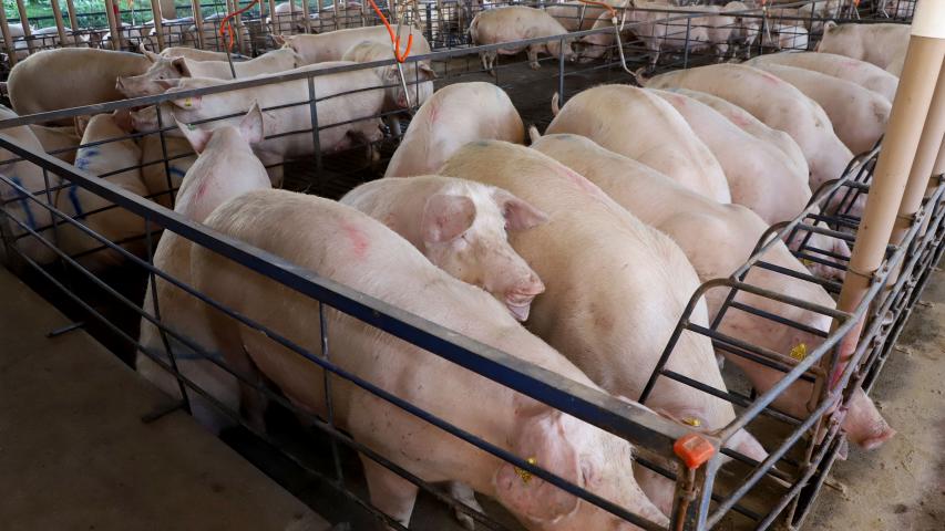 Exportações e consumo interno impulsionam alta nos preços dos suínos no Paraná