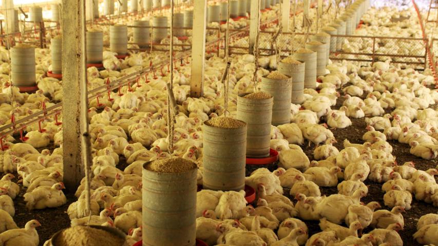 Com liberação da China, Paraná reforça liderança nas exportações de carne de frango