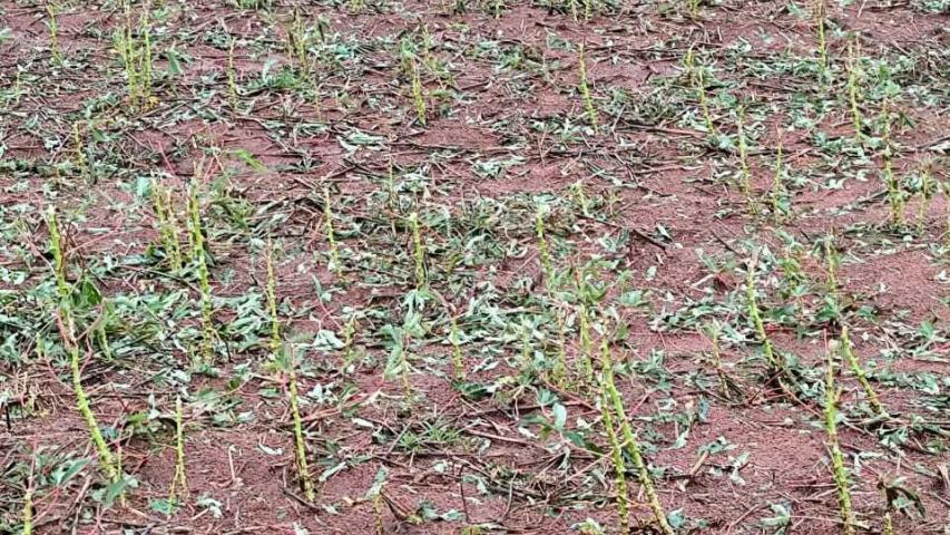 Seab apoia reivindicações para amortizar dívidas decorrentes de perdas climáticas