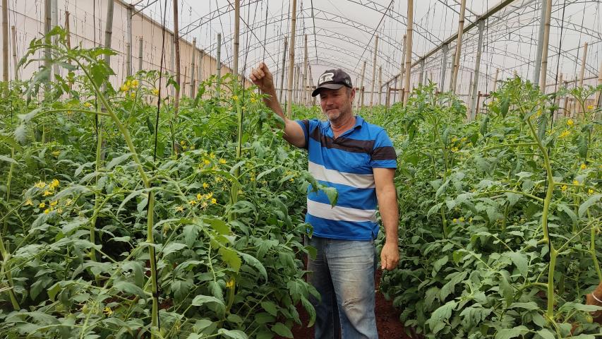 Colheita histórica de tomate em Maria Helena destaca atuação do IDR-Paraná e força do manejo técnico