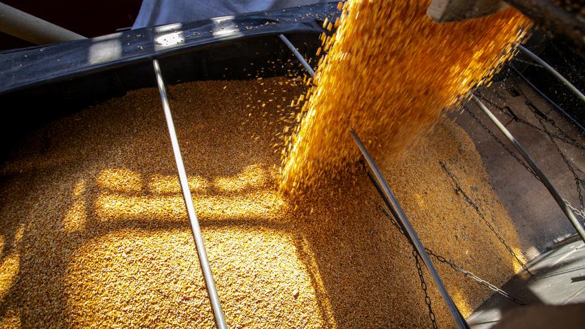 Milho encerra 2025 como principal aposta do produtor paranaense, aponta balanço do Deral