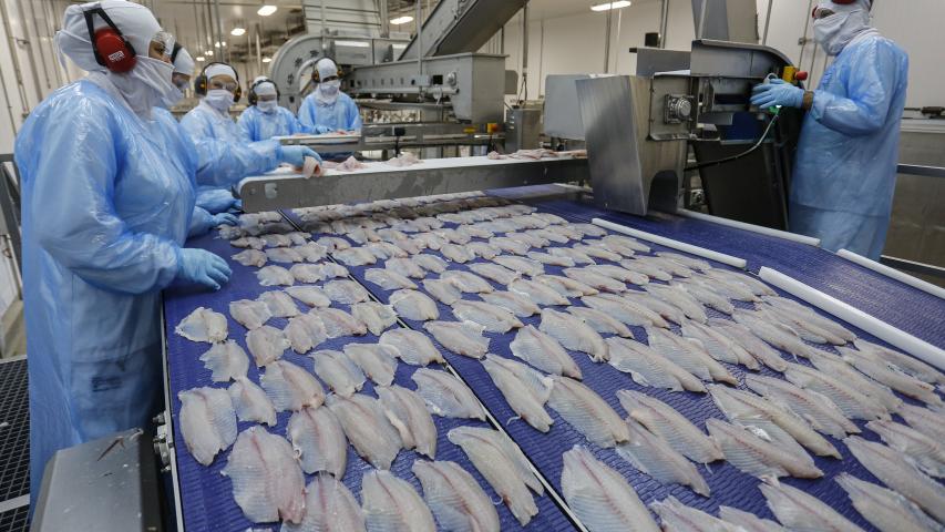  Quaresma de 2026 terá tilápia mais barata para os paranaenses, aponta Deral 