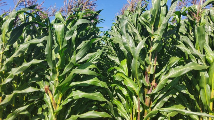  Potencial produtivo: IDR-Paraná lançará cultivar de milho branco no Show Rural 2026