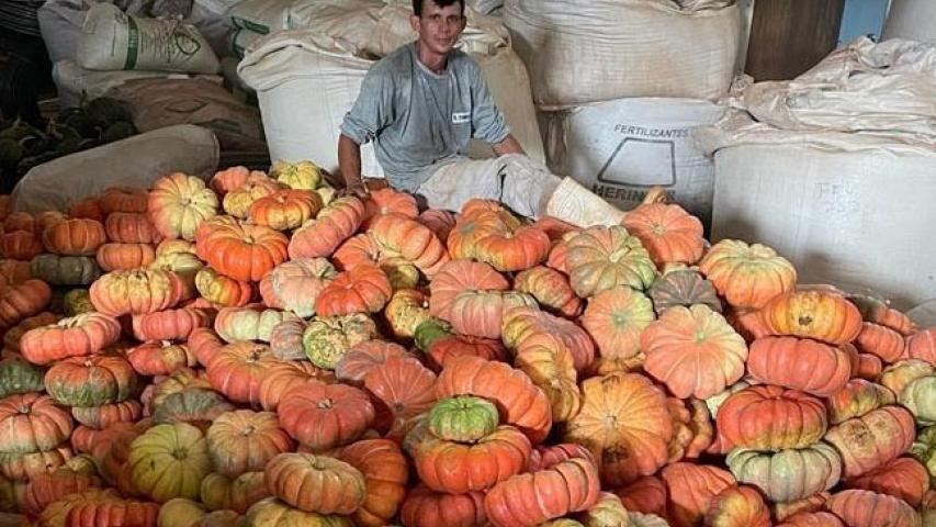 Abóbora movimenta mais de R$ 100 milhões e consolida renda em 330 municípios do Paraná