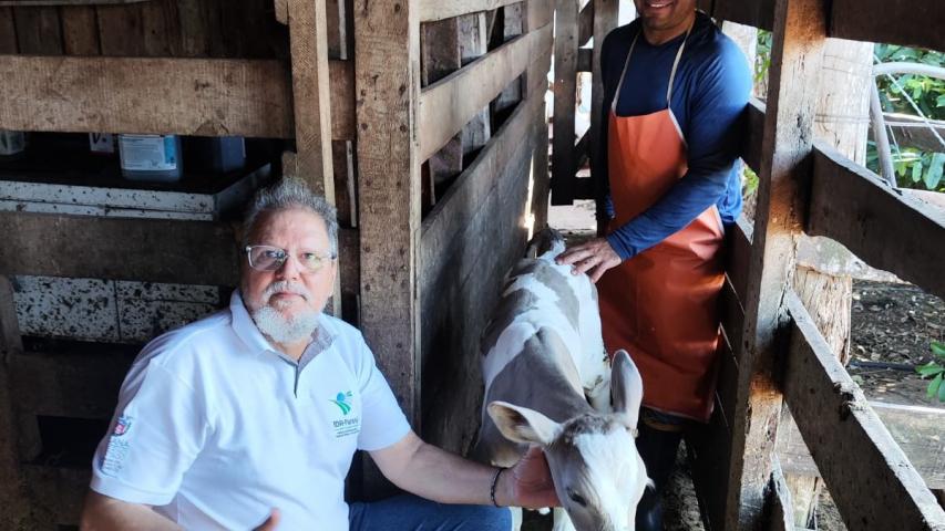 Primeiro bezerro da raça Purunã com 48 kg nasce em Goioerê